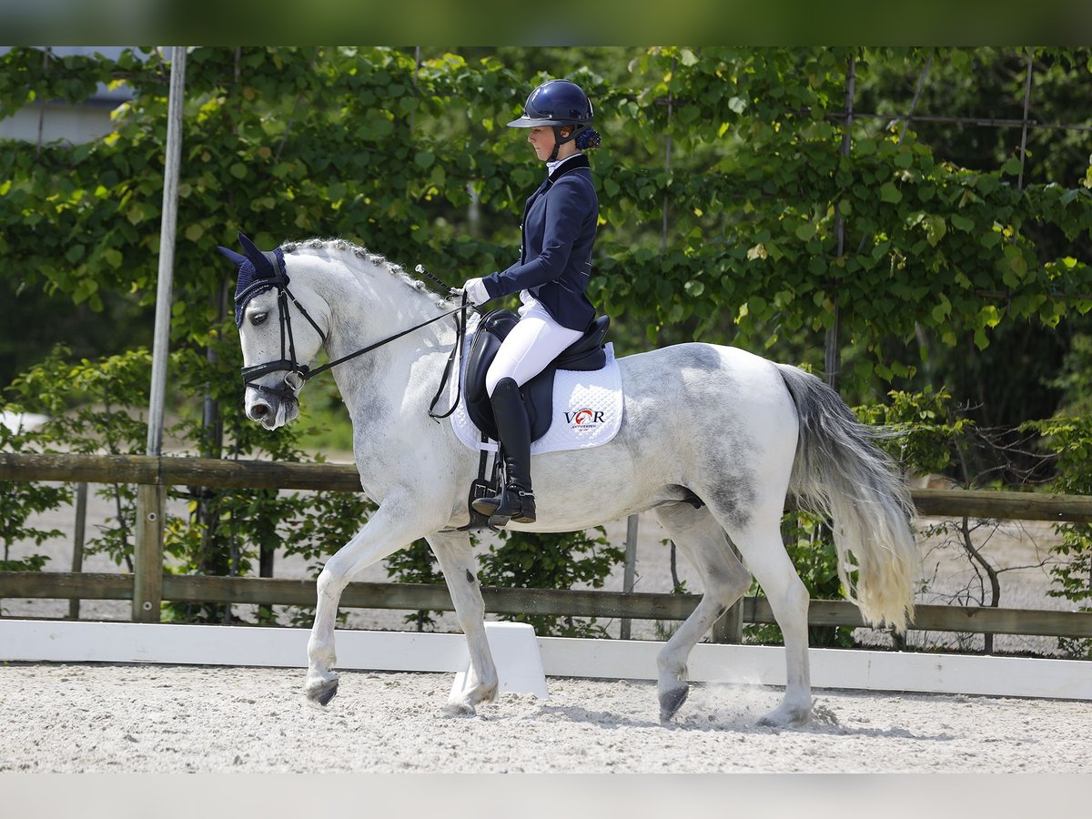 Koń hiszpański sport Klacz 9 lat 148 cm Siwa in Nijlen