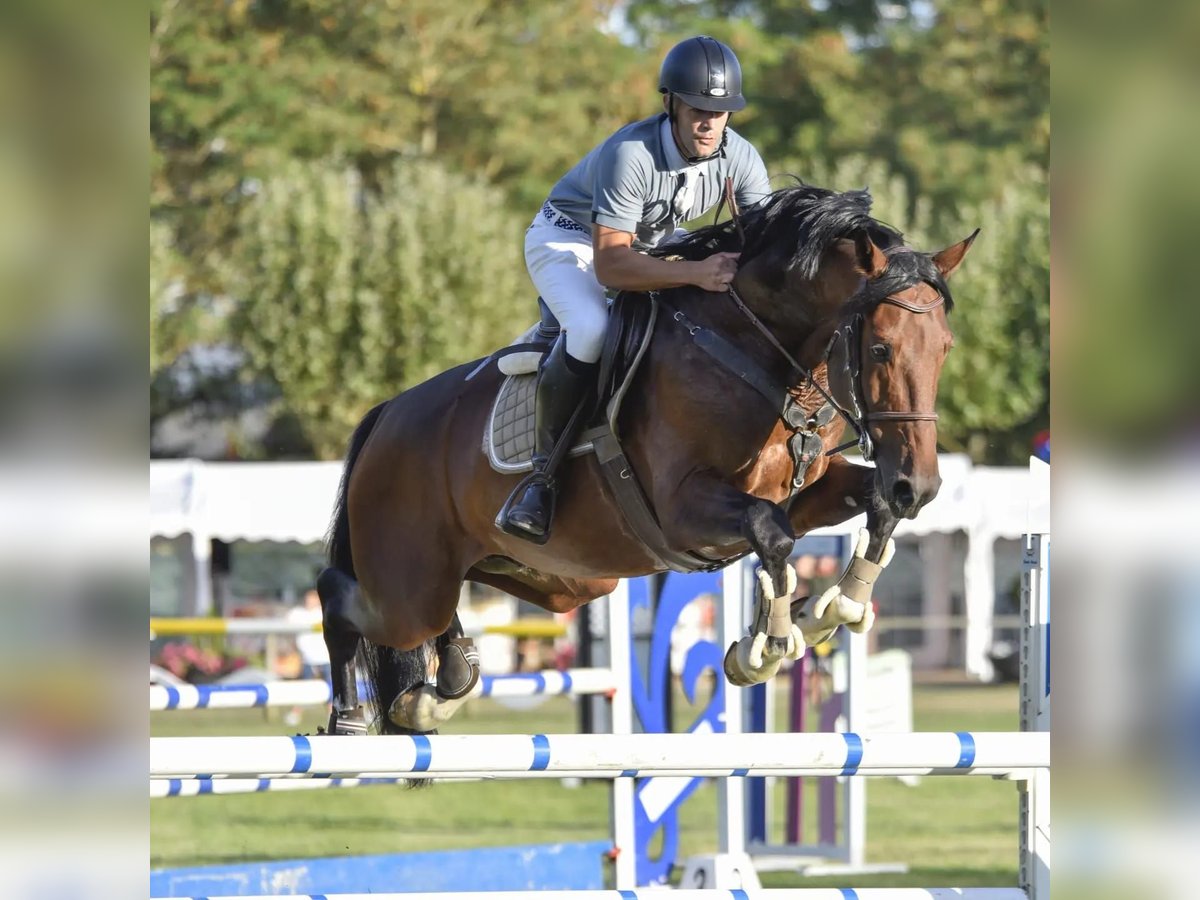 Koń hiszpański sport Ogier 11 lat 170 cm Gniada in Burgos