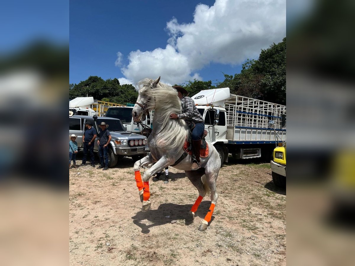 Koń hiszpański sport Ogier 12 lat Biała in Guatemala City