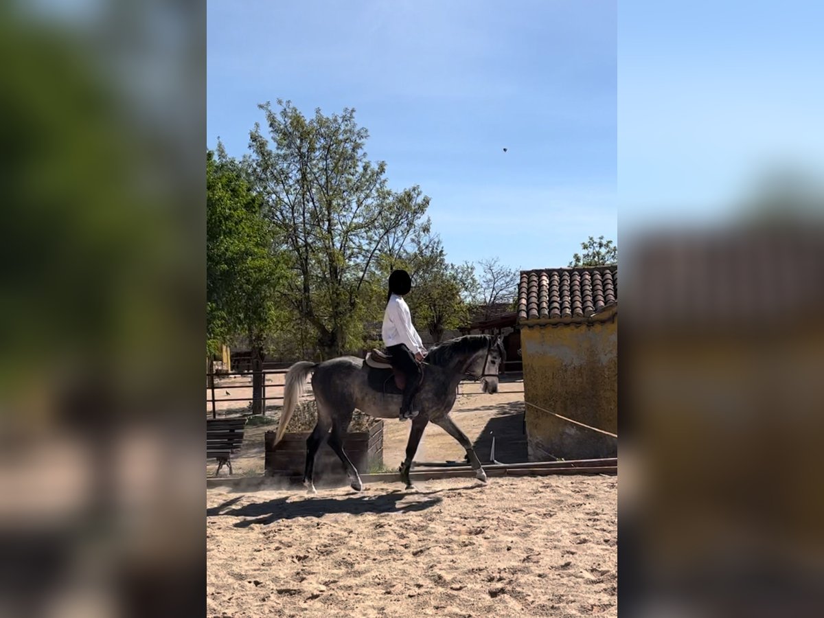 Koń hiszpański sport Ogier 6 lat 160 cm Siwa jabłkowita in Nuevo Baztan