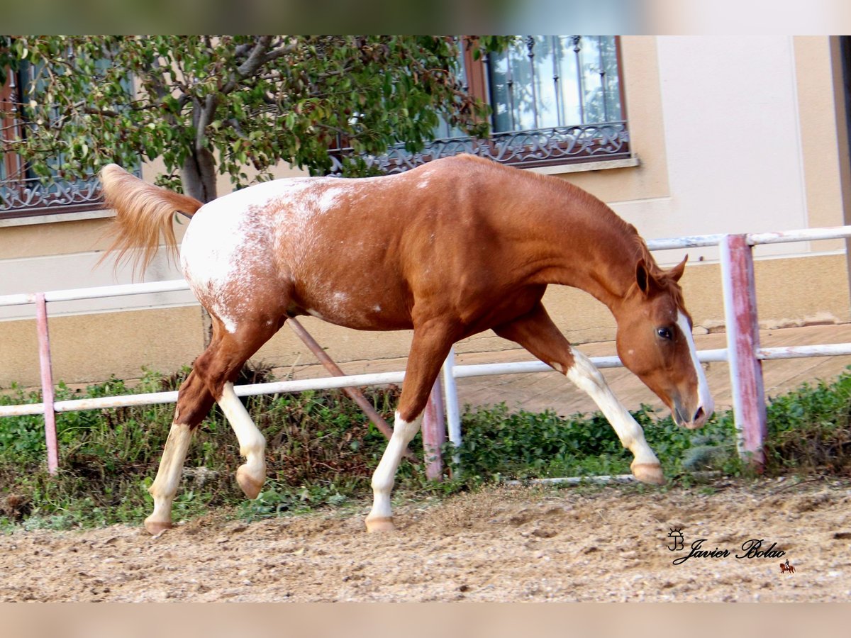 Koń hiszpański sport Ogier Tarantowata in Salamanca