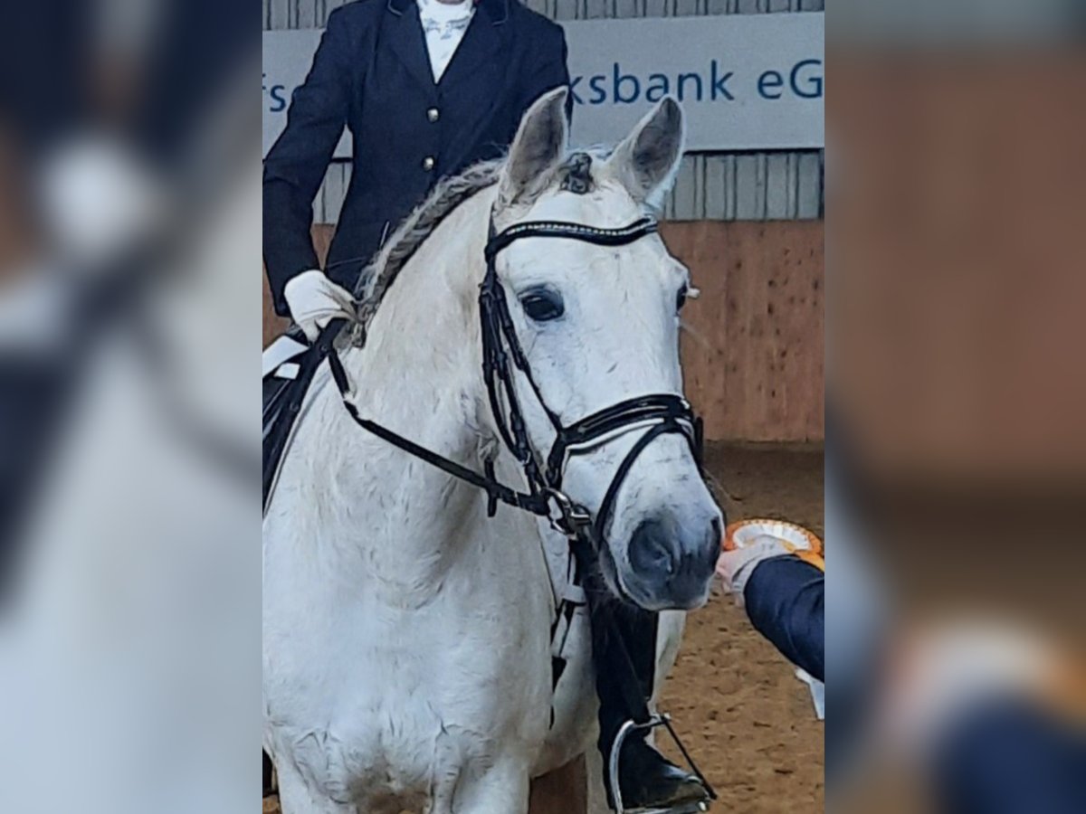 Koń hiszpański sport Mix Wałach 13 lat 165 cm Siwa in Samern