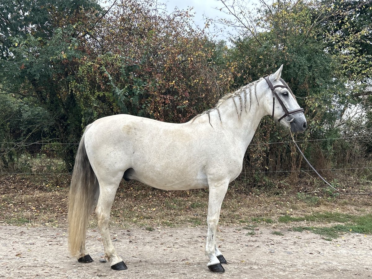 Koń hiszpański sport Wałach 14 lat 154 cm Siwa jabłkowita in Ebreuil