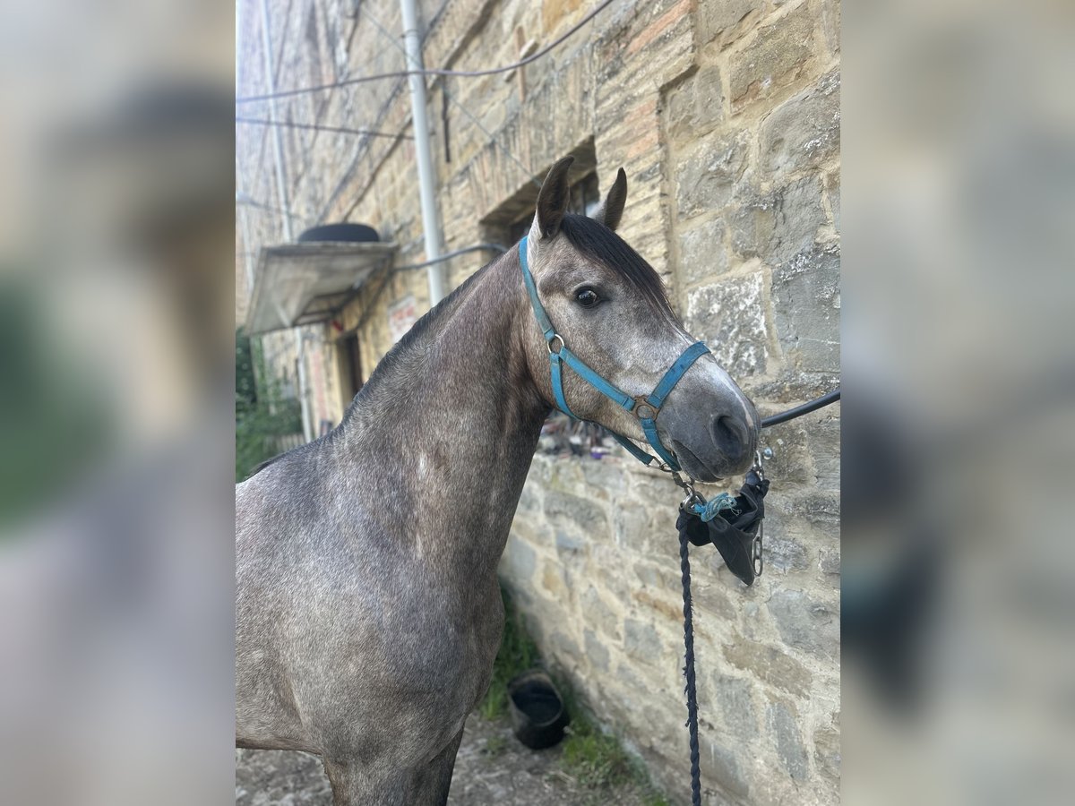 Koń hiszpański sport Wałach 3 lat 161 cm Kara in Pamplona/Iru&#xF1;a