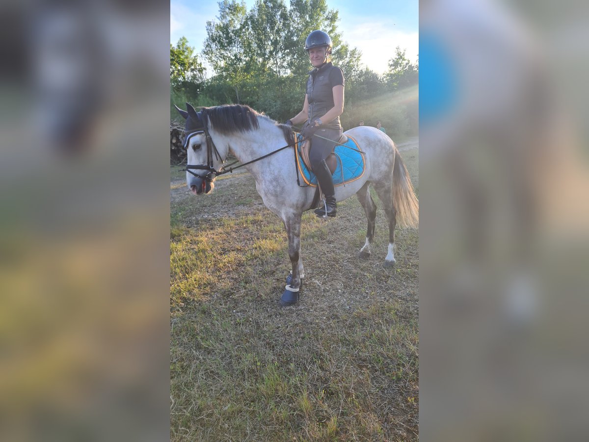 Koń hiszpański sport Wałach 5 lat 156 cm Siwa in Neuburg an der Donau