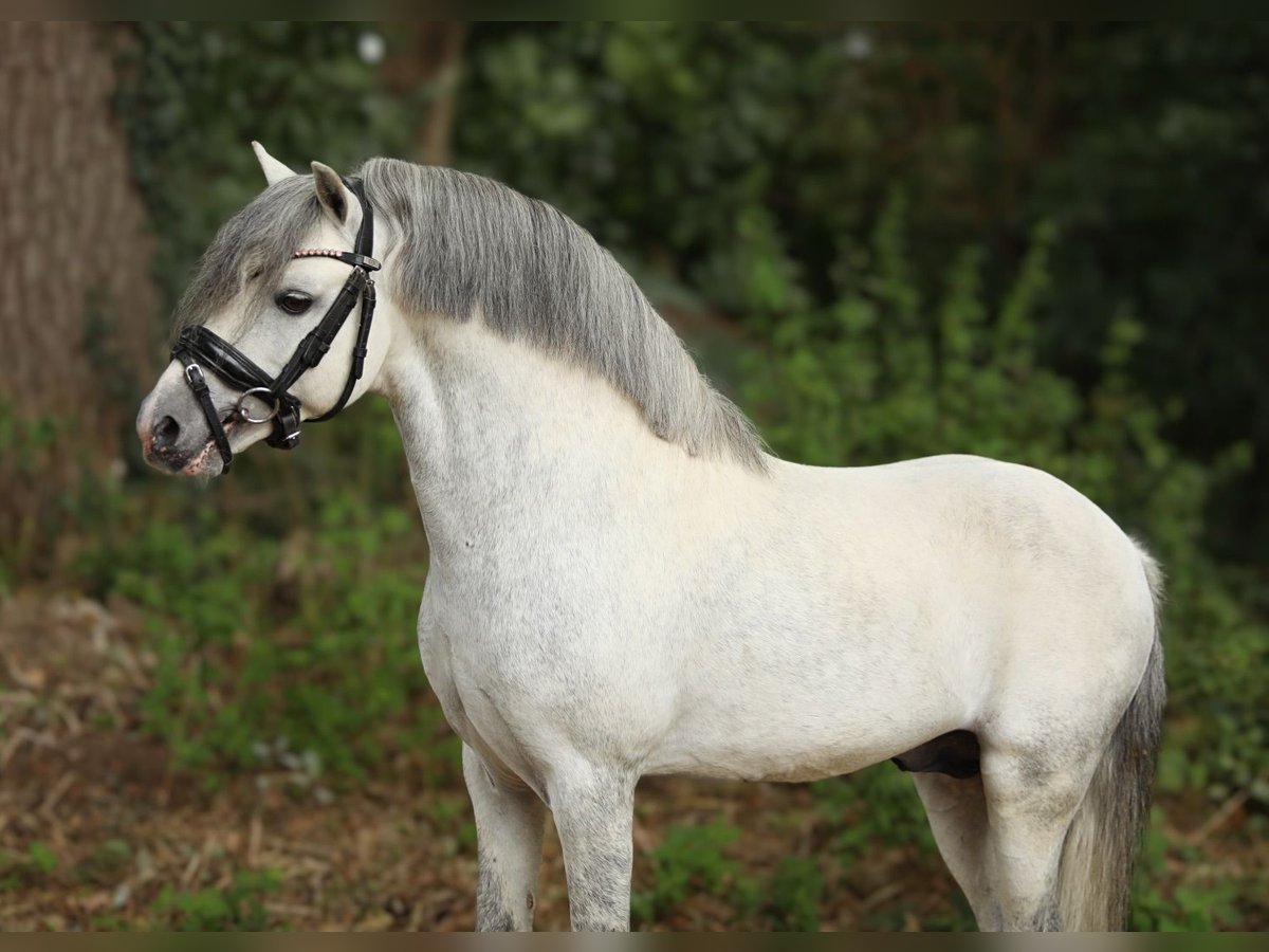 Koń hiszpański sport Mix Wałach 6 lat 118 cm Siwa in Aalten