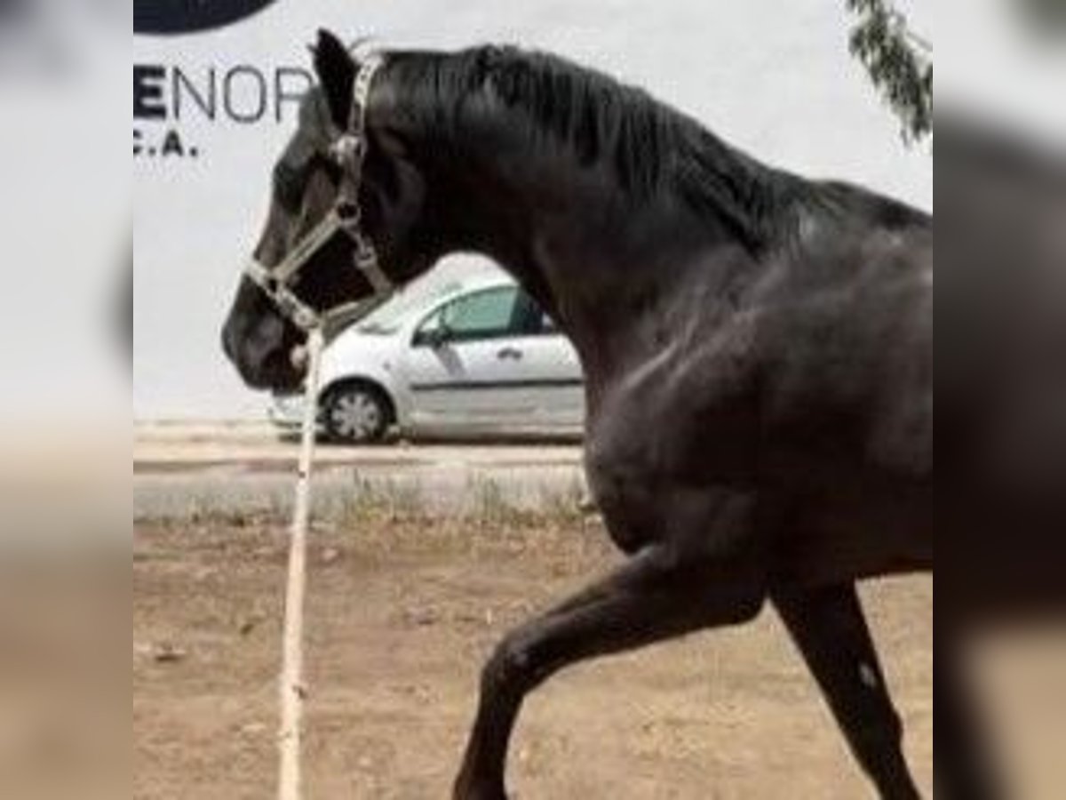 Koń hiszpański sport Mix Wałach 8 lat 158 cm Kara in Sevilla