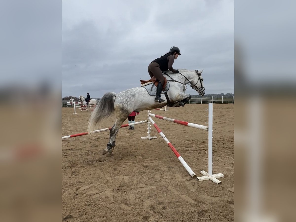 Koń hiszpański sport Wałach 10 lat 160 cm Siwa jabłkowita in Barrio De El Castillo