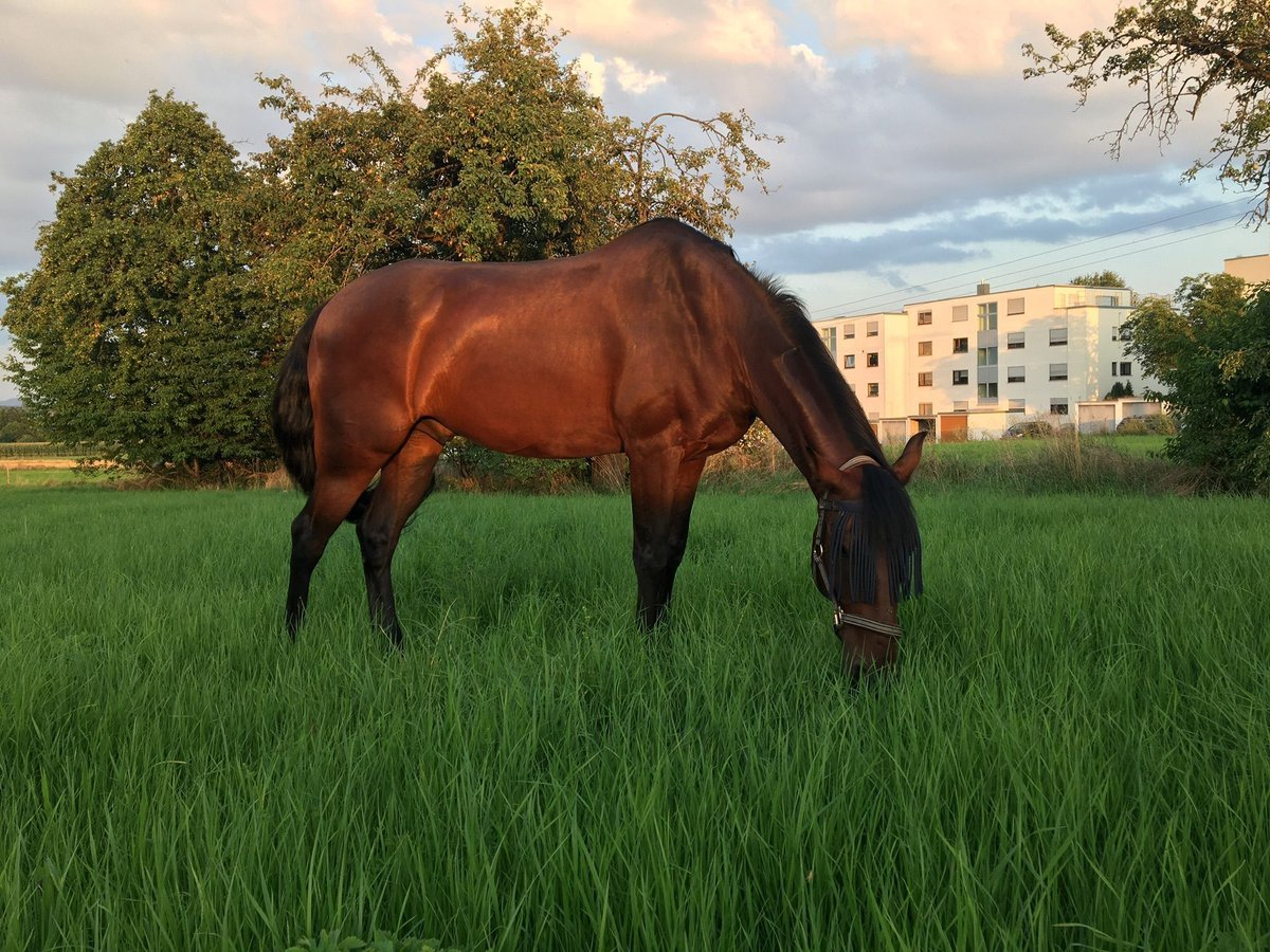 Koń hiszpański sport Wałach 10 lat in Rottenburg am Neckar