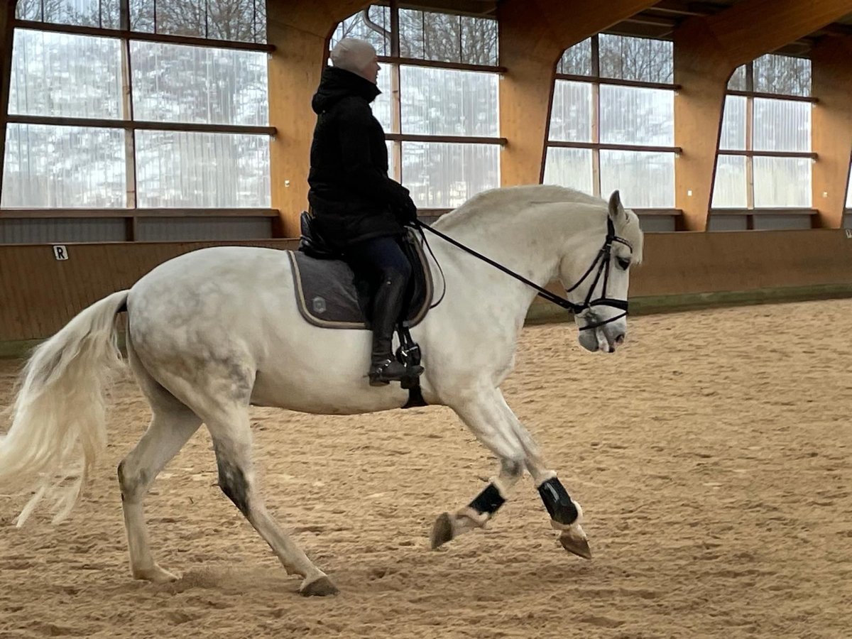 Koń hiszpański sport Wałach 11 lat 64 cm Siwa jabłkowita in Jersbek