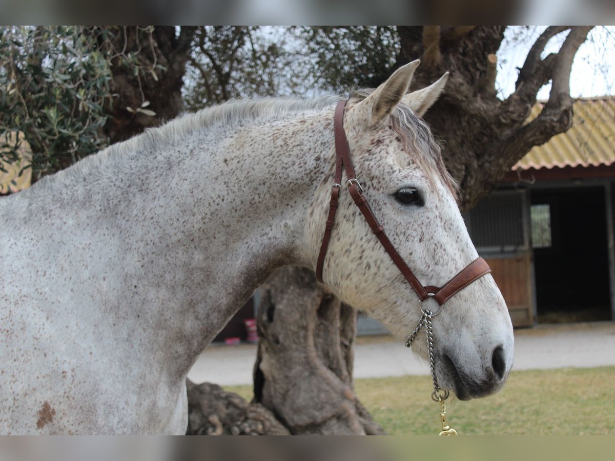 Koń hiszpański sport Wałach 12 lat 167 cm Siwa in Xabia/Javea