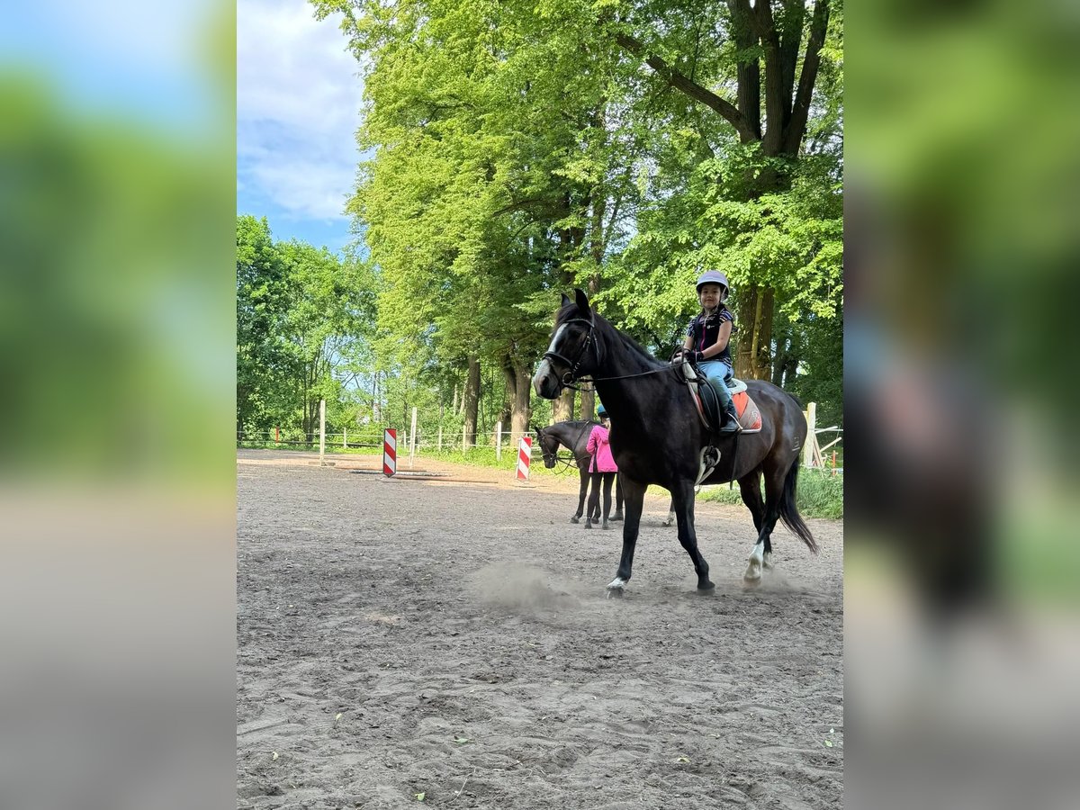 Koń hiszpański sport Wałach 18 lat 158 cm Ciemnogniada in Bentzin