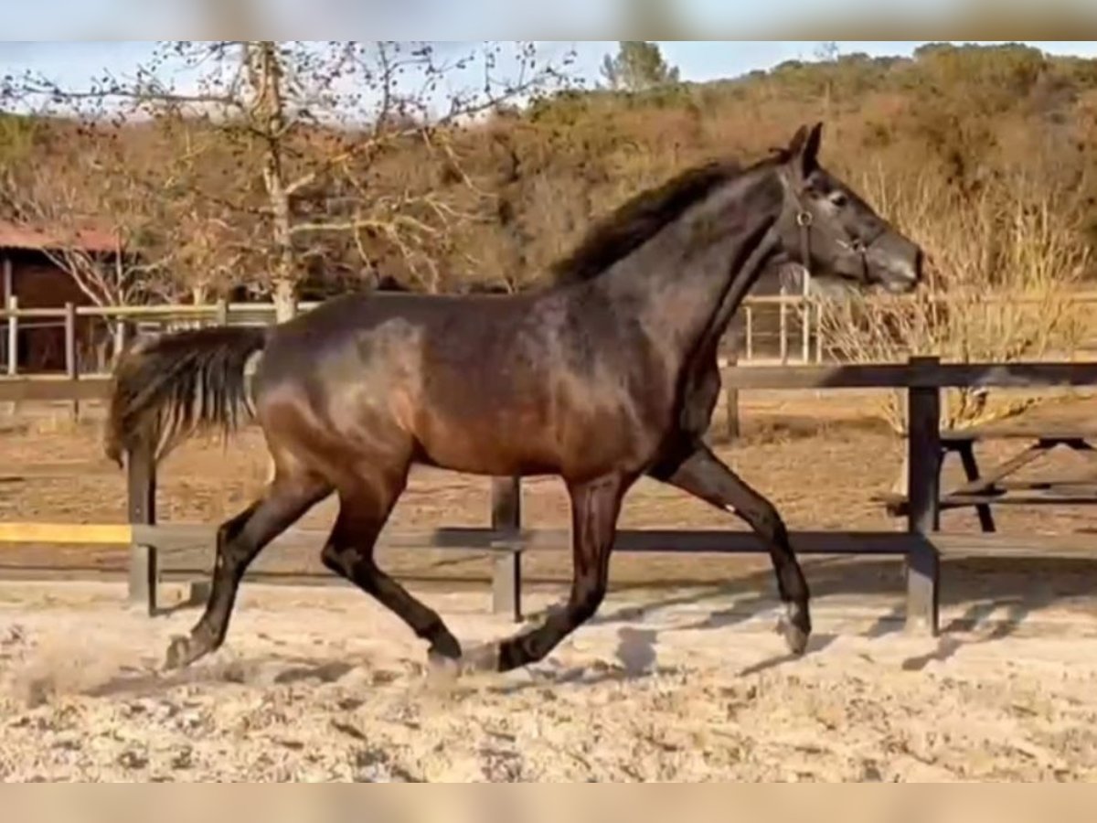 Koń hiszpański sport Wałach 4 lat 170 cm Siwa in Sant Gregori (Municipio)