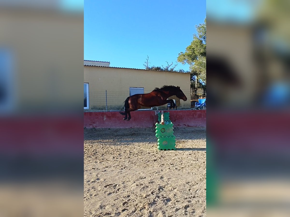 Koń hiszpański sport Wałach 4 lat Ciemnogniada in Palma De Mallorca