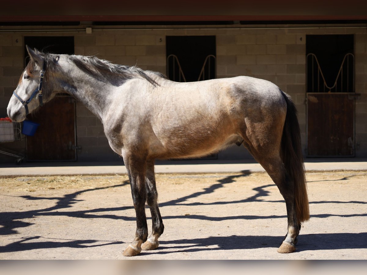 Koń hiszpański sport Wałach 5 lat 165 cm Siwa in Torrelles De Llobregat