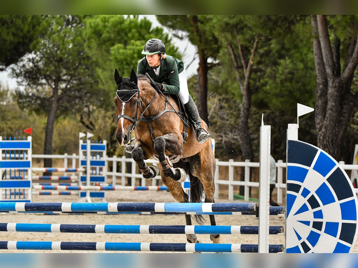 Koń hiszpański sport Wałach 5 lat 176 cm Gniada in Brunete