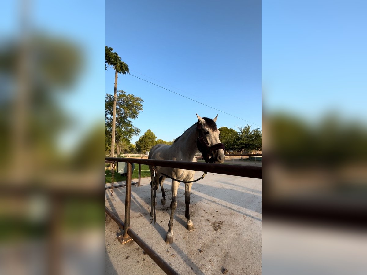 Koń hiszpański sport Wałach 6 lat 163 cm Siwa in Montecolorado (Urbanizacion)