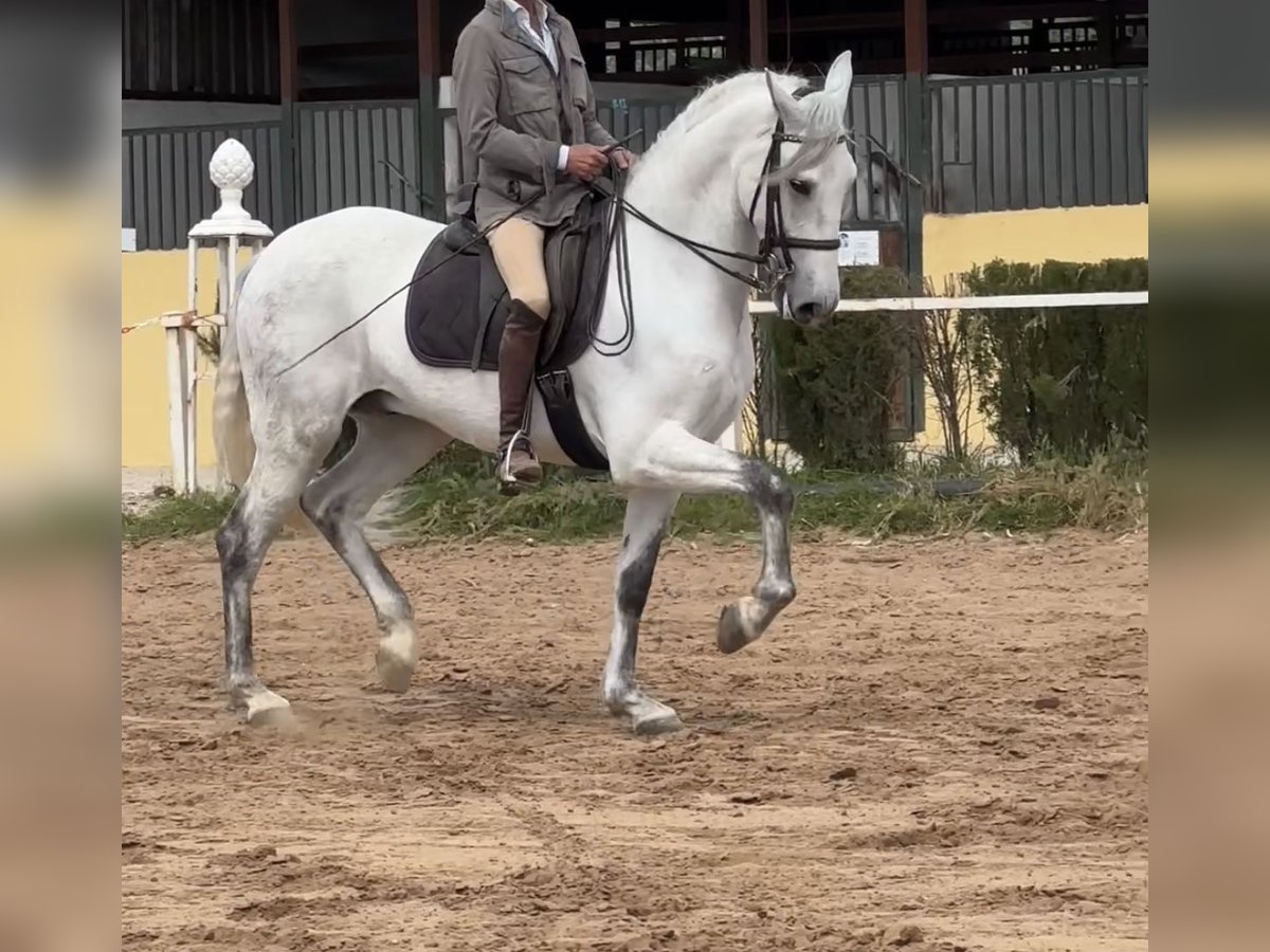 Koń hiszpański sport Wałach 6 lat 165 cm Siwa in Jardinito, El (Cordoba) (Finca)Córdoba