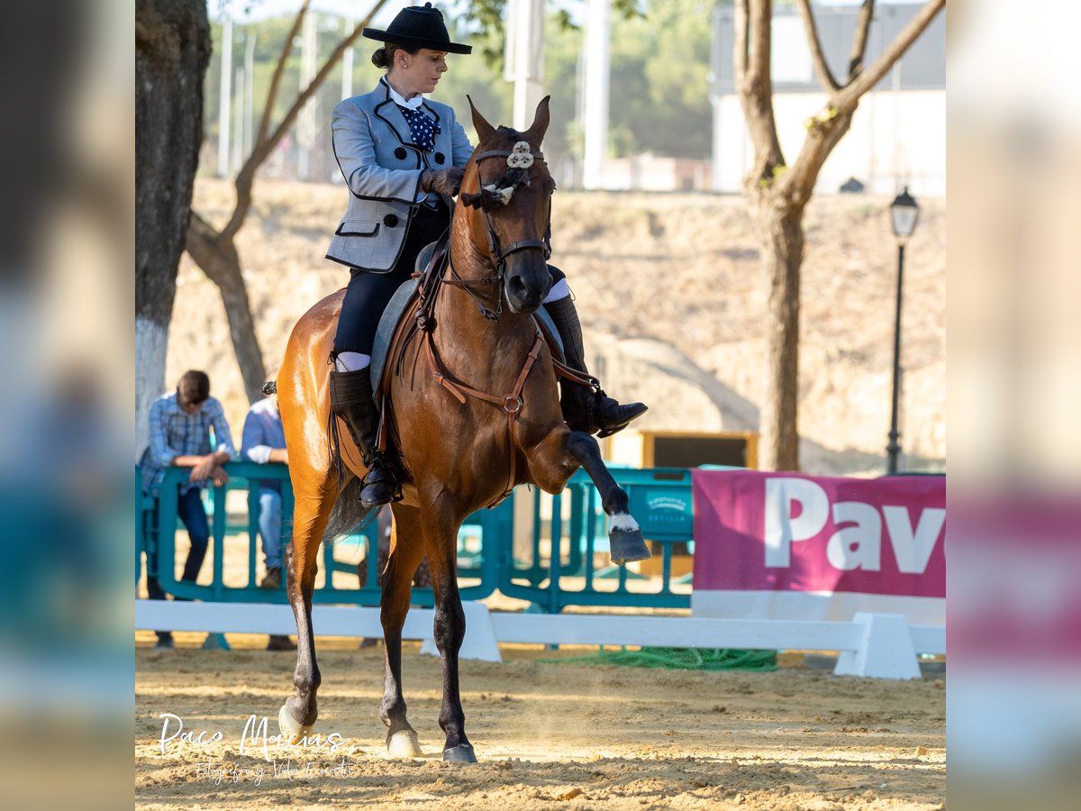 Koń hiszpański sport Wałach 7 lat 160 cm Gniada in Pozoblanco