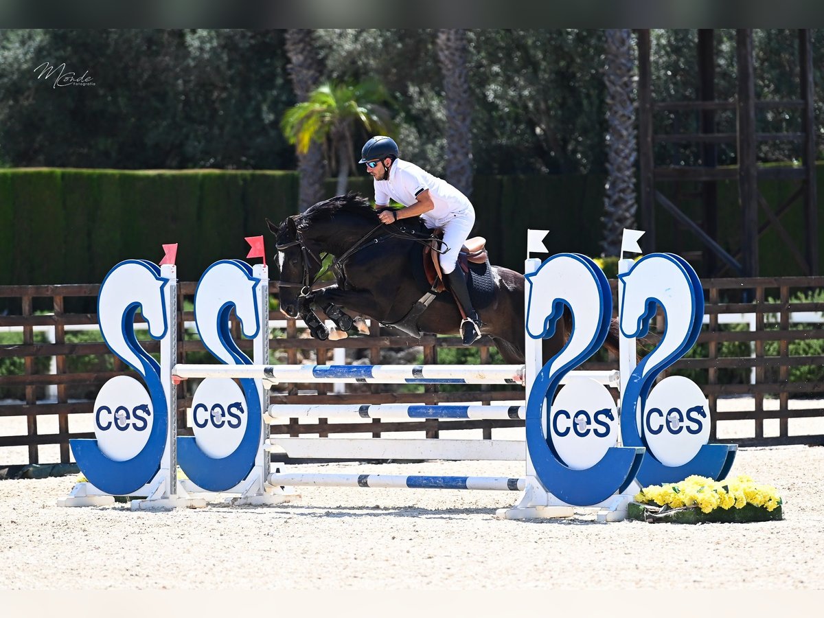 Koń hiszpański sport Wałach 7 lat 171 cm Kara in Castellon De La Plana/Castello De La Pla