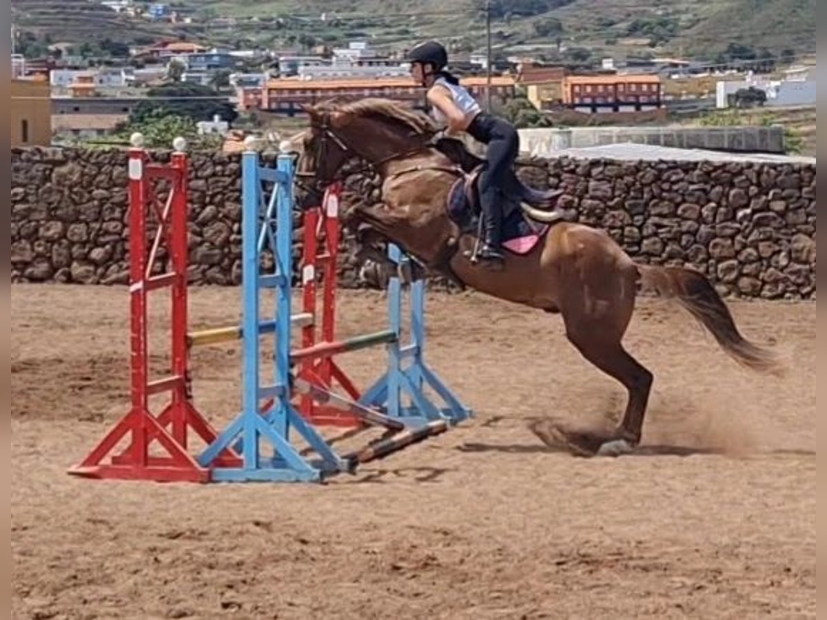 Koń hiszpański sport Mix Wałach 8 lat 175 cm Kasztanowata in Tegueste