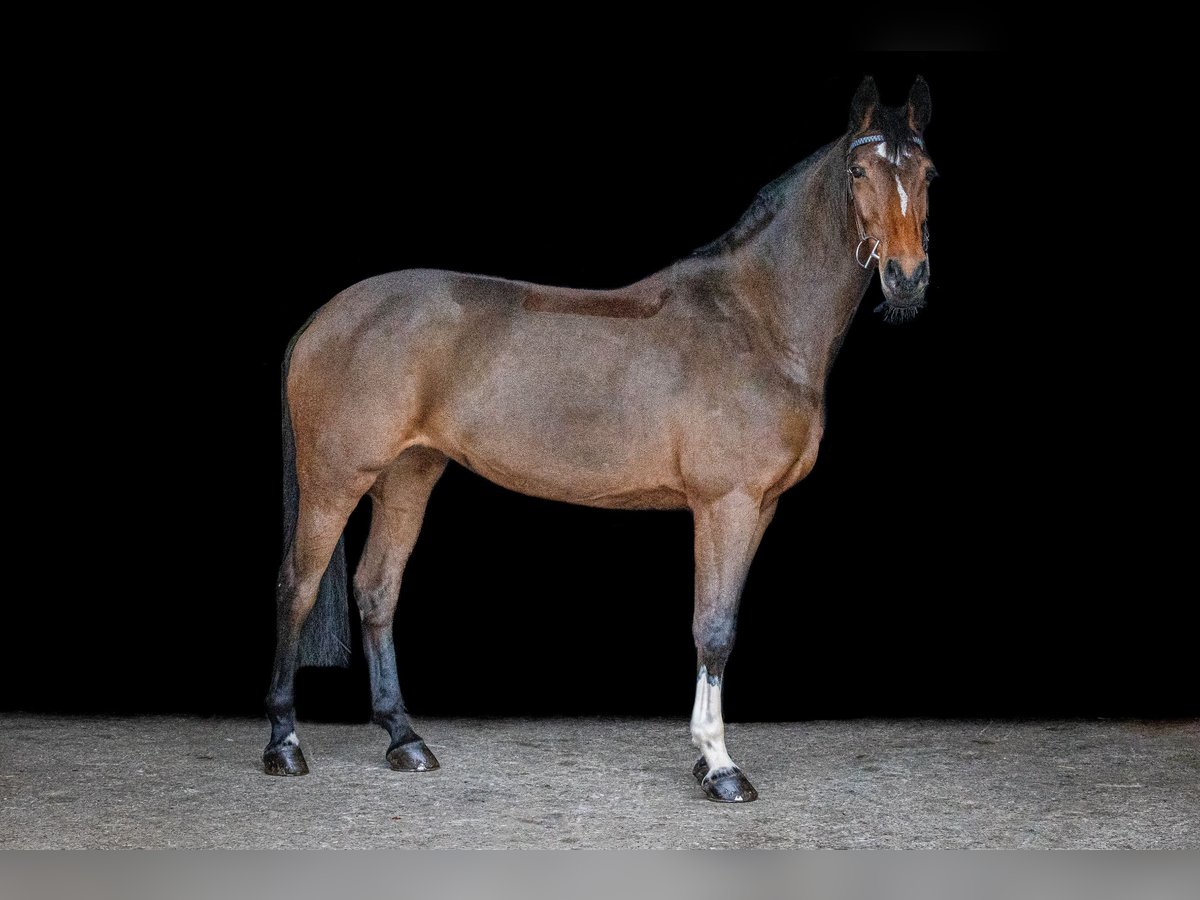 Koń holsztyński Klacz 10 lat 172 cm Gniada in Poxdorf