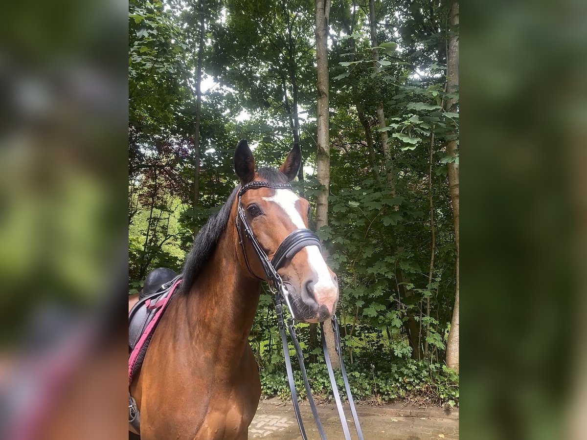 Koń holsztyński Klacz 10 lat 172 cm Gniada in L&#xFC;rschau