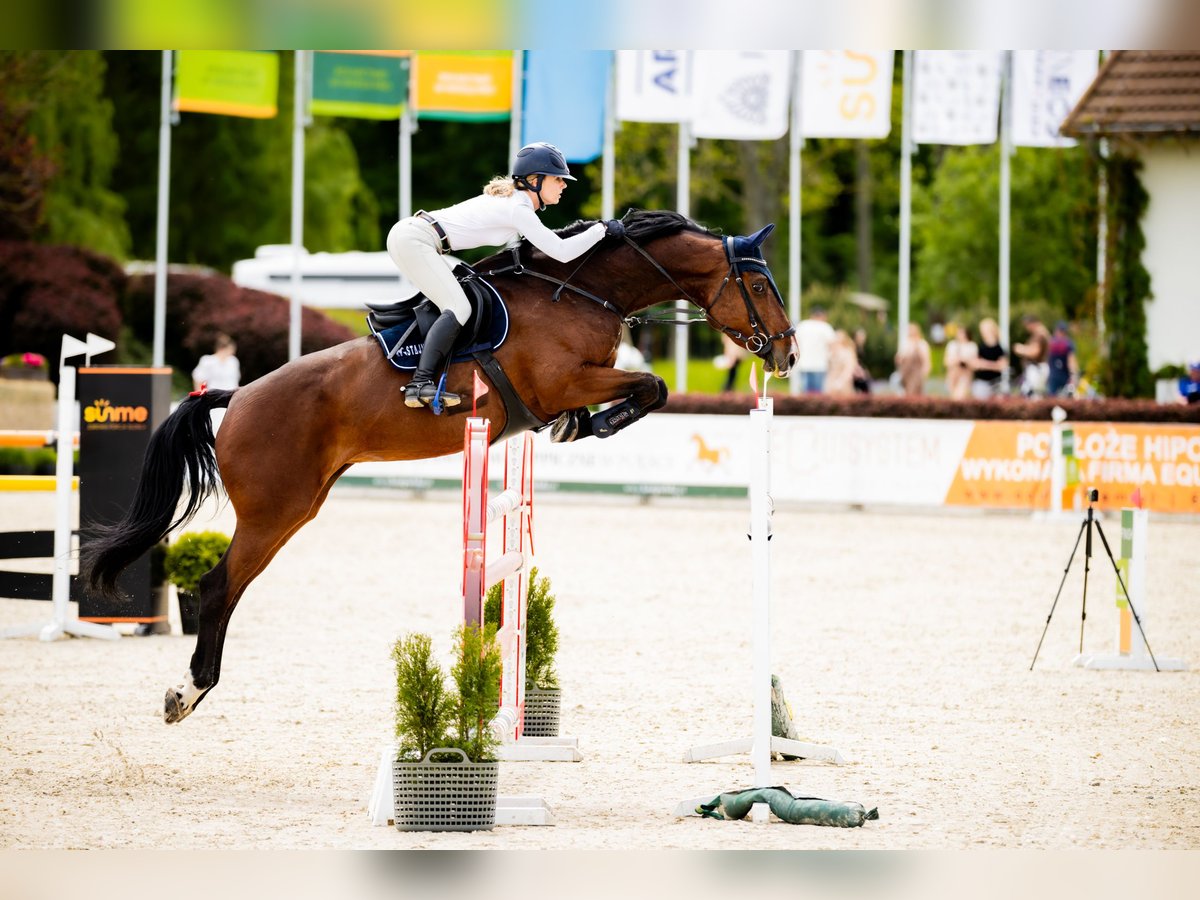 Koń holsztyński Klacz 10 lat 173 cm Gniada in Secymin Polski