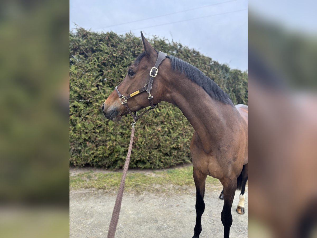 Koń holsztyński Klacz 11 lat 170 cm Ciemnogniada in Limburg an der Lahn