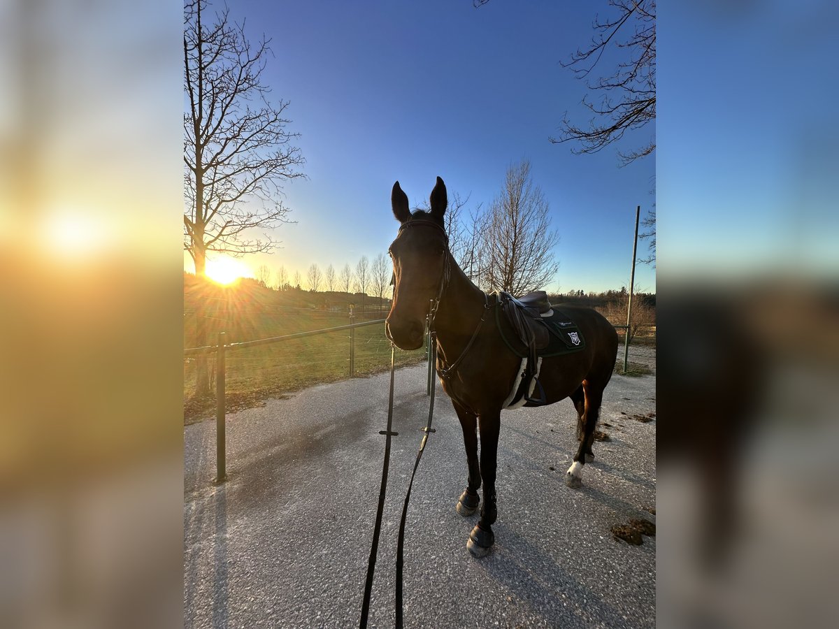 Koń holsztyński Klacz 11 lat Ciemnogniada in Chieming - Fehling