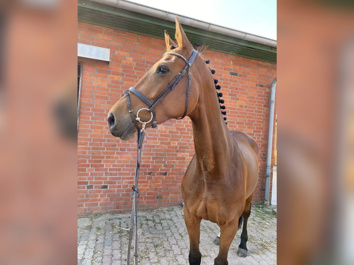 Koń holsztyński Klacz 12 lat 173 cm Gniada in Granderheide