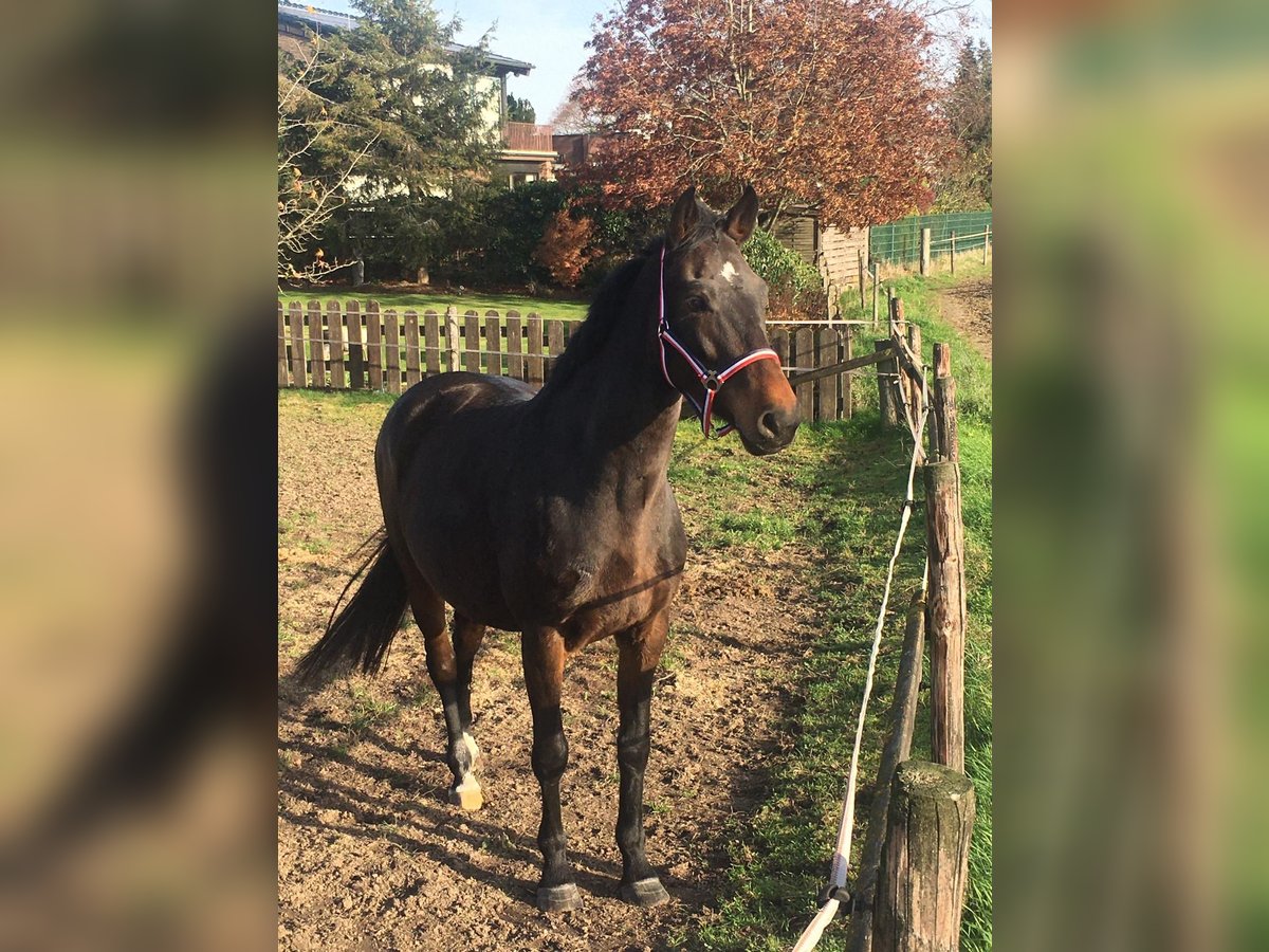 Koń holsztyński Klacz 13 lat 166 cm Ciemnogniada in Viersen