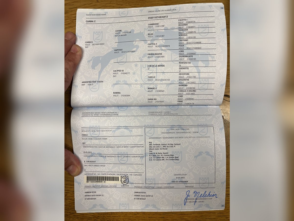 Koń holsztyński Klacz 13 lat 168 cm Gniada in Bossut-Gottechain