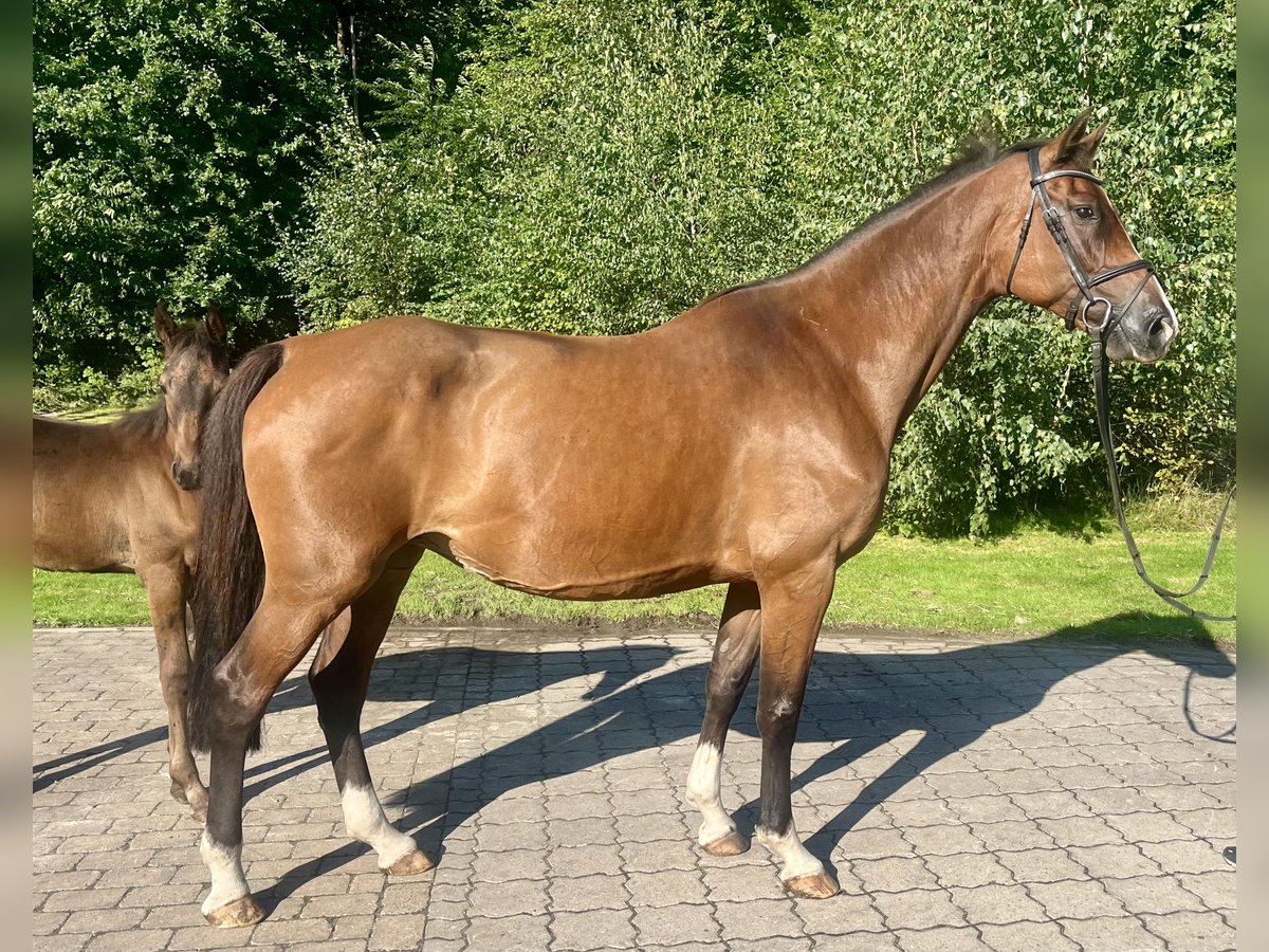 Koń holsztyński Klacz 13 lat 170 cm Gniada in Oyten