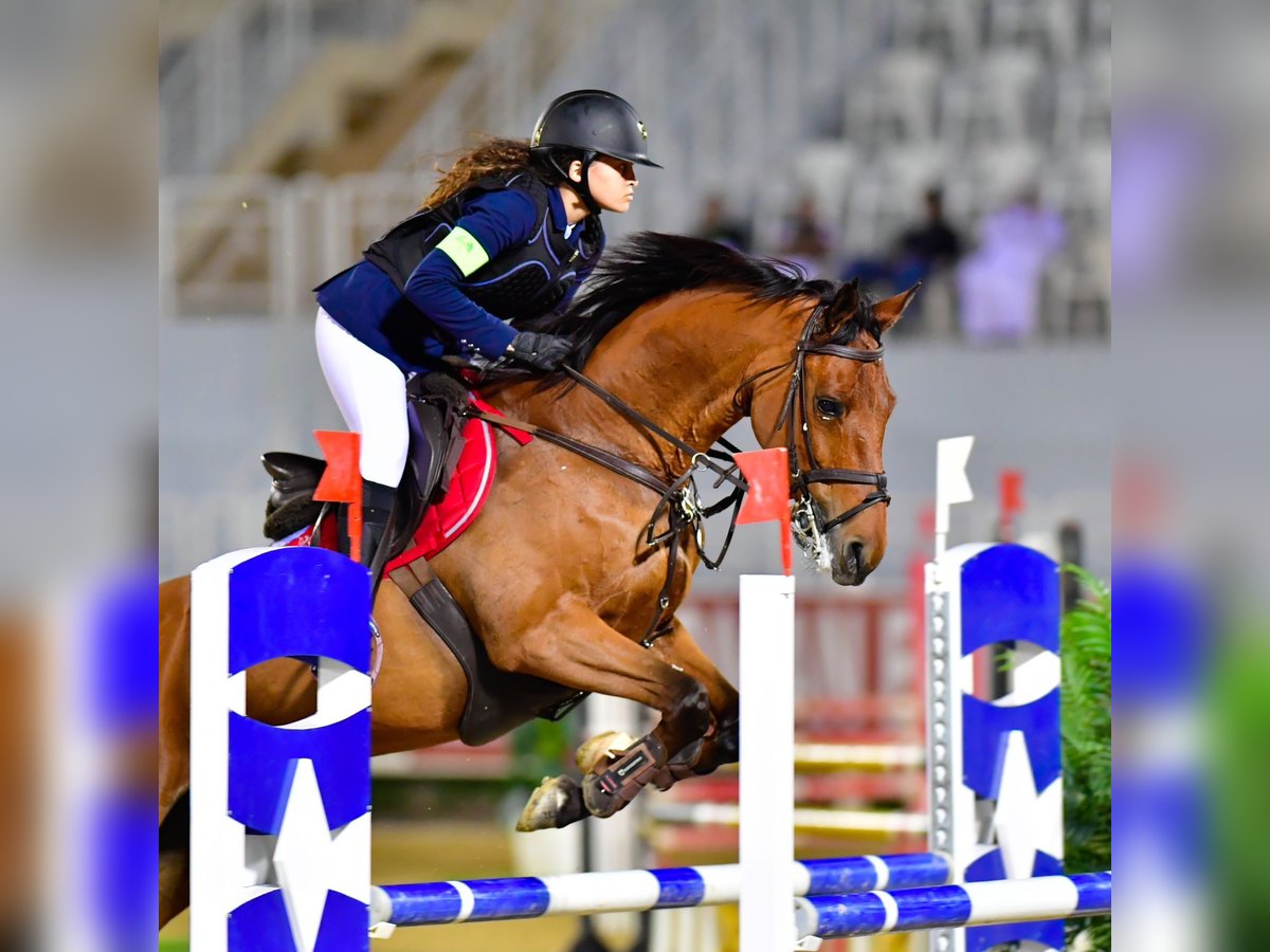 Koń holsztyński Mix Klacz 14 lat 166 cm Gniada in Mabella North, Seeb