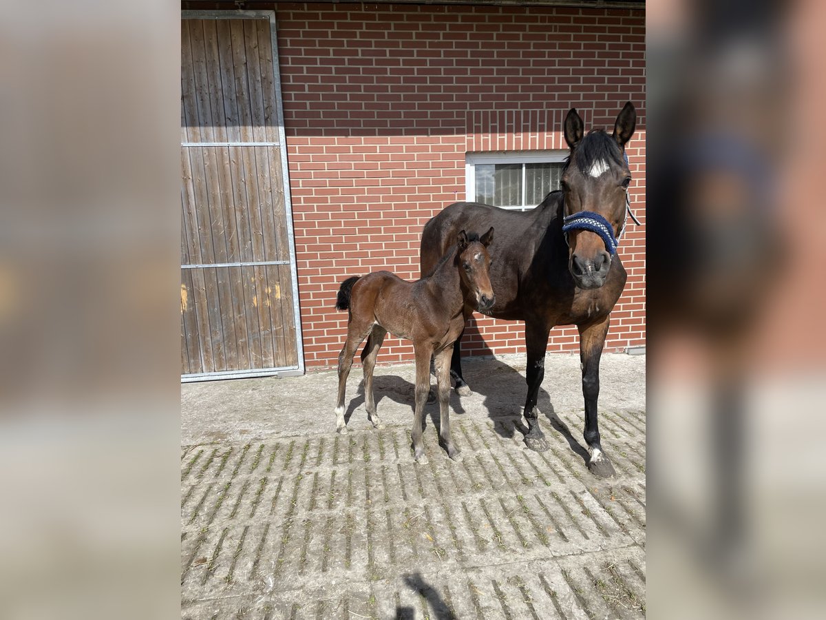 Koń holsztyński Klacz 14 lat 168 cm Gniada in Drensteinfurt Koń holsztyński Klacz 14 lat 168 cm Gniada in Drensteinfurt