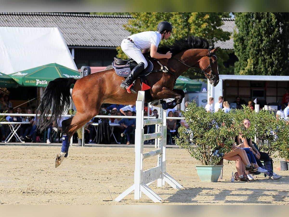 Koń holsztyński Klacz 14 lat 176 cm Gniada in Schlangen