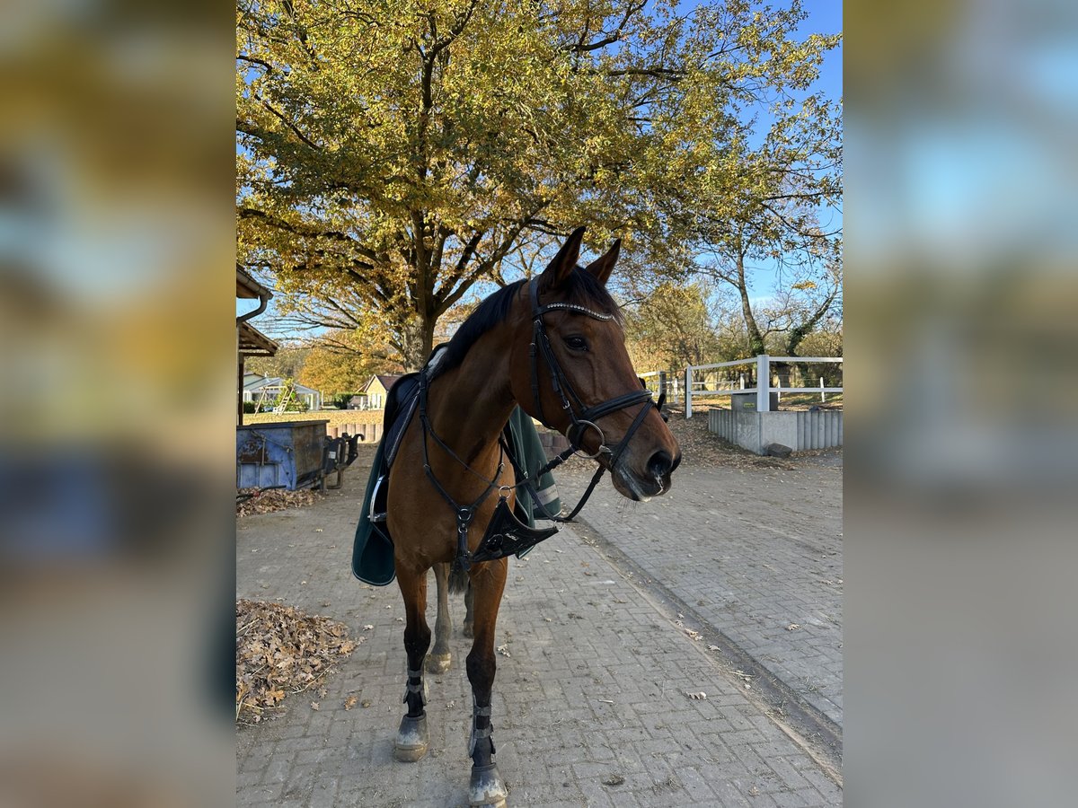 Koń holsztyński Klacz 16 lat 163 cm Gniada in Teupitz