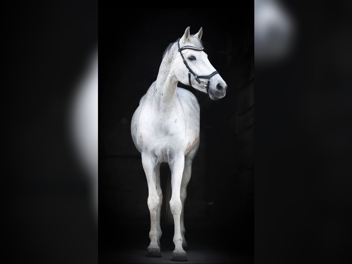 Koń holsztyński Klacz 16 lat 165 cm Siwa in Nidderau