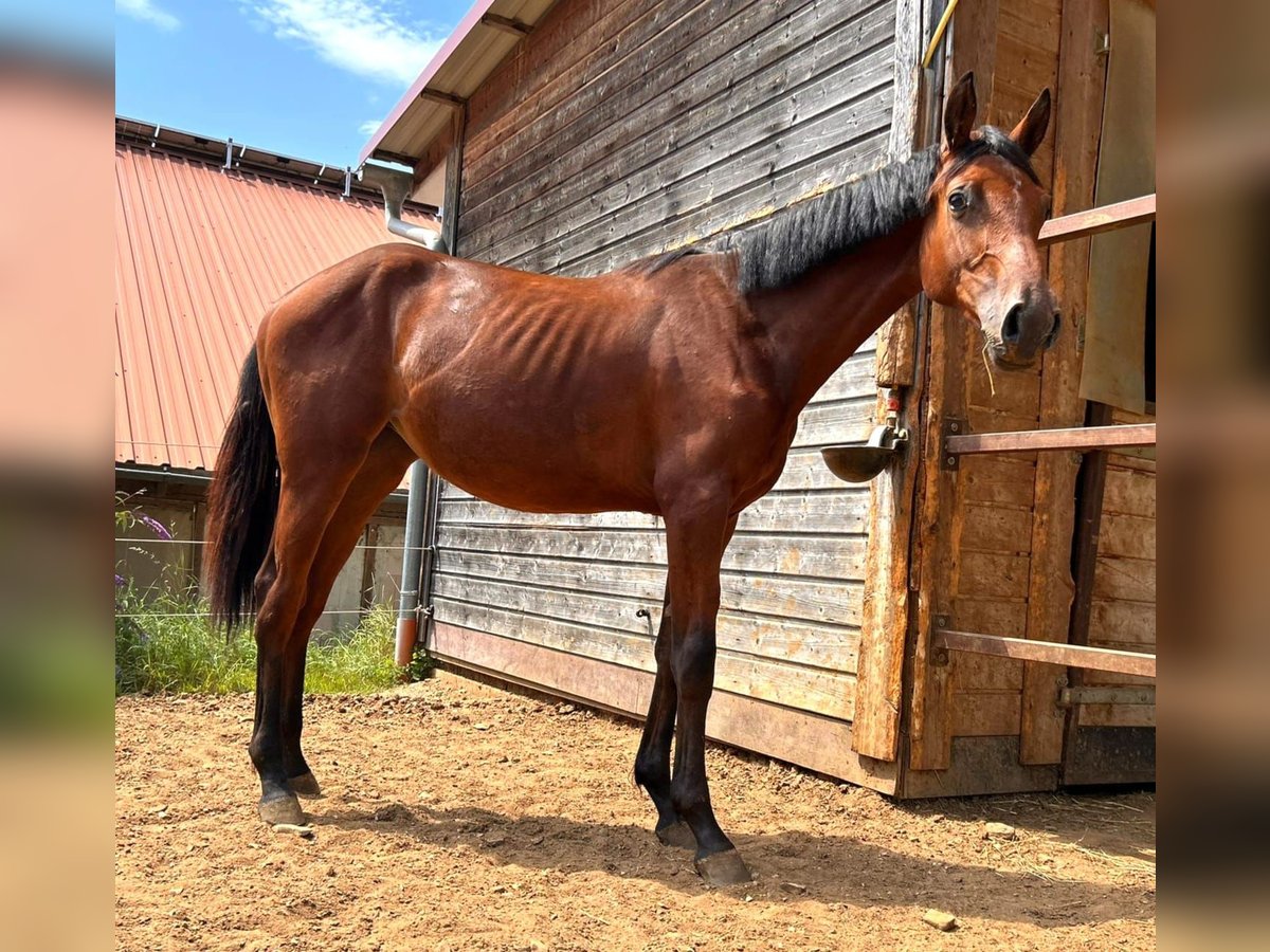 Koń holsztyński Klacz 1 Rok 168 cm Gniada in Dietfurt an der Altmühl