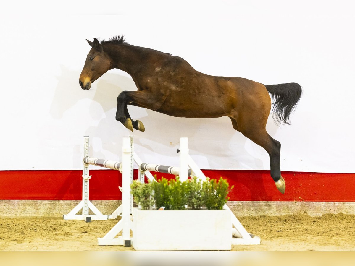 Koń holsztyński Klacz 21 lat 171 cm Gniada in Waddinxveen