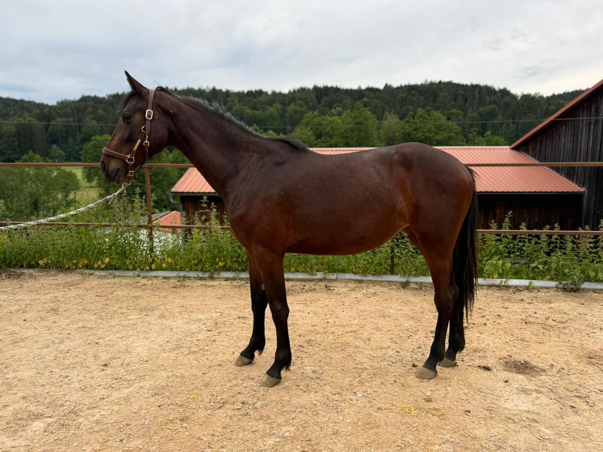 Koń holsztyński Klacz 2 lat 160 cm Ciemnogniada in Dietfurt an der Altmühl