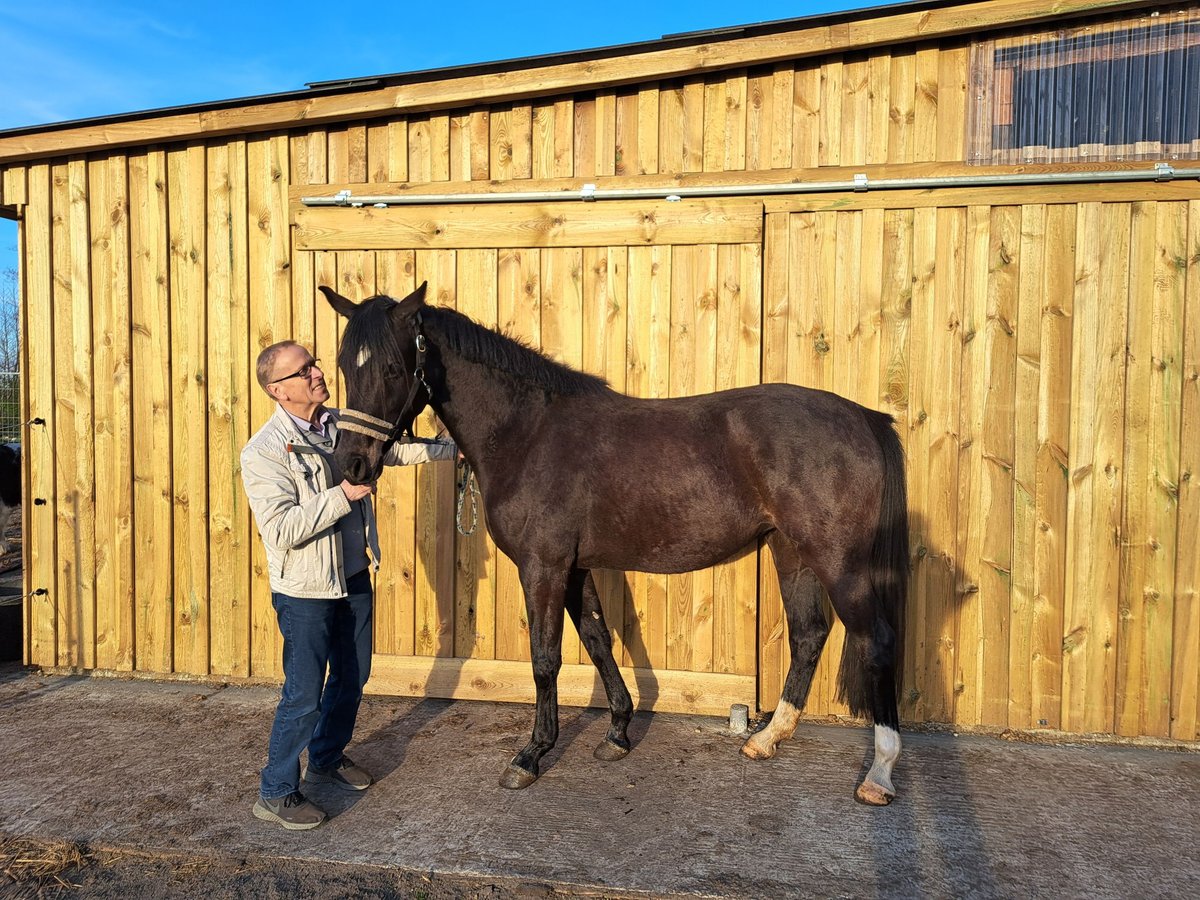 Koń holsztyński Klacz 4 lat 153 cm Skarogniada in Achtrup