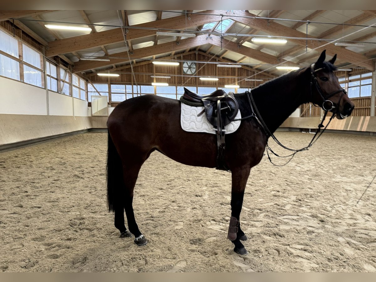 Koń holsztyński Klacz 4 lat 168 cm Gniada in Erharting