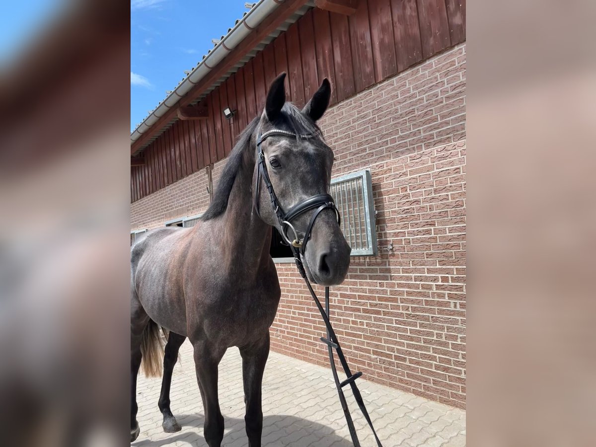 Koń holsztyński Klacz 4 lat 168 cm Karosiwa in M&#xFC;hlenflie&#xDF;