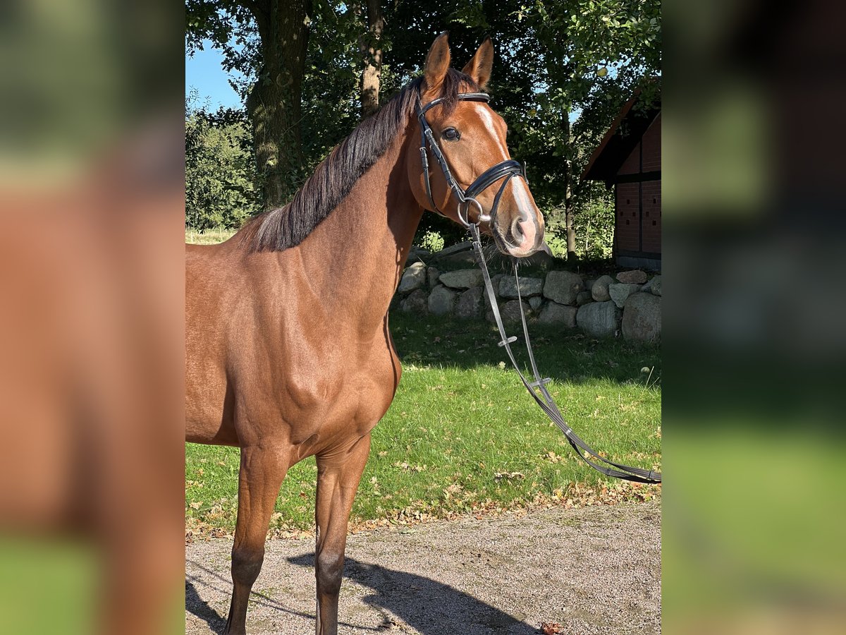 Koń holsztyński Klacz 5 lat 155 cm Gniada in Kutenholz