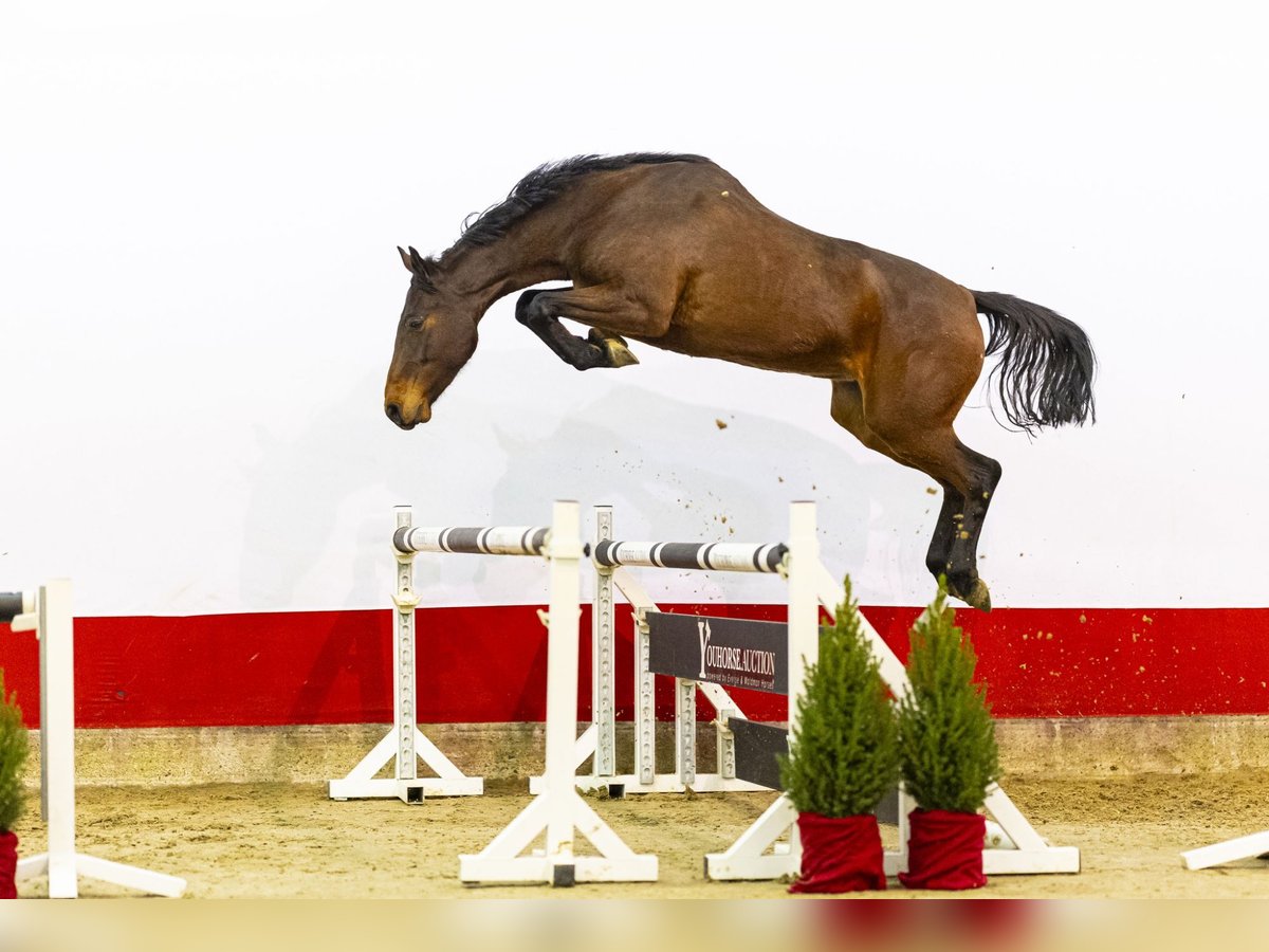 Koń holsztyński Klacz 5 lat 164 cm Ciemnogniada in Waddinxveen