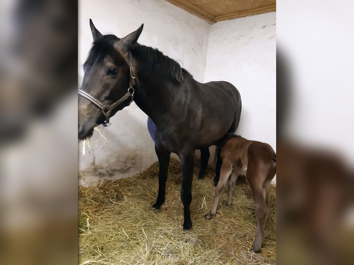 Koń holsztyński Klacz 5 lat 164 cm Siwa in Arnstein