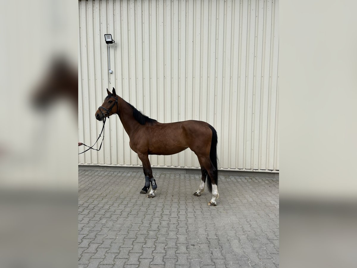 Koń holsztyński Klacz 5 lat 165 cm Gniada in Muldestausee