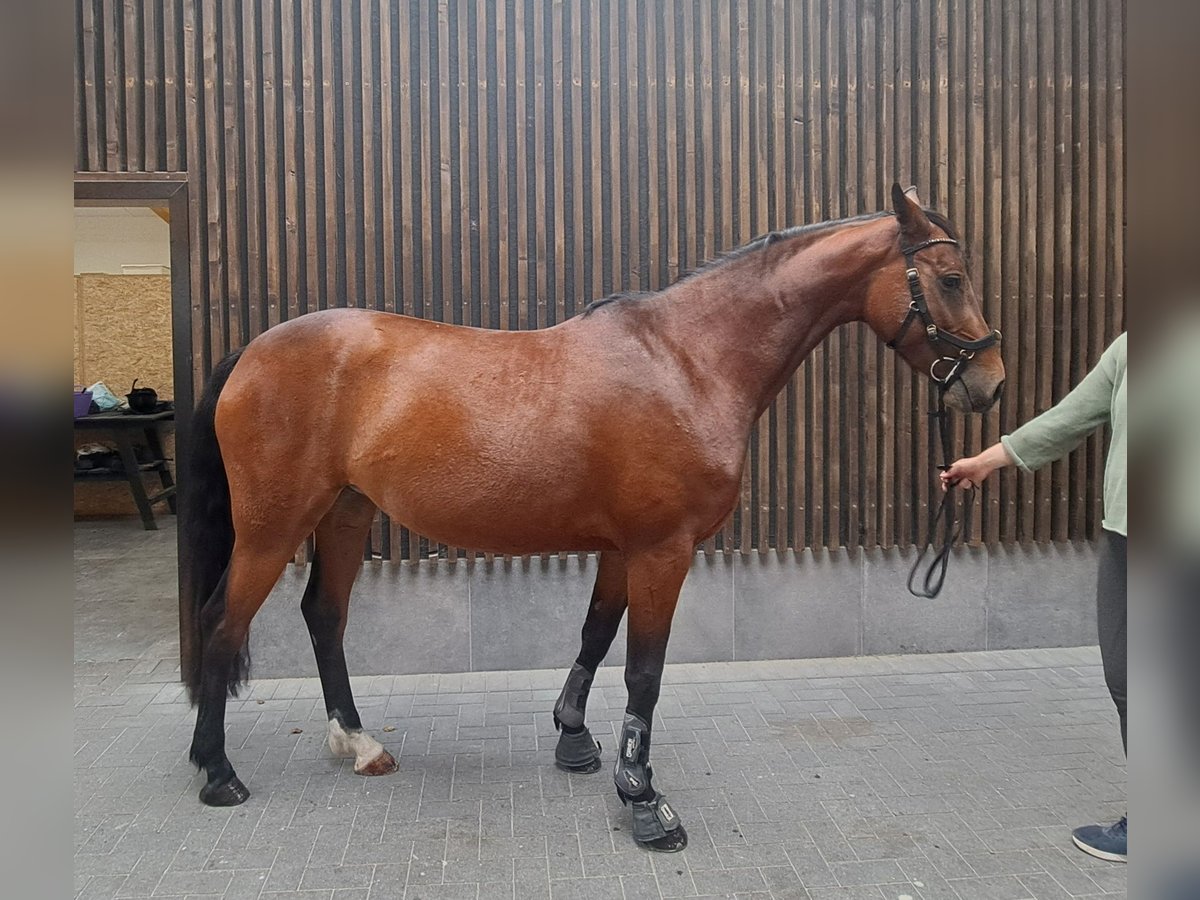 Koń holsztyński Klacz 5 lat 165 cm Gniada in Dormagen